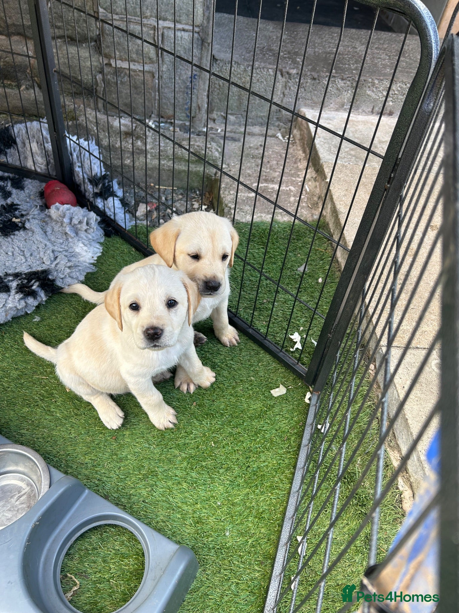 Labrador Retriever dogs Two boys & one girl, ready 1st August.  - Advert 2