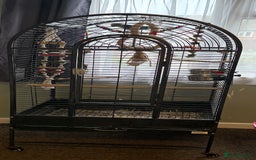 Parakeets birds for sale: Quaker Parrot  - Image 8