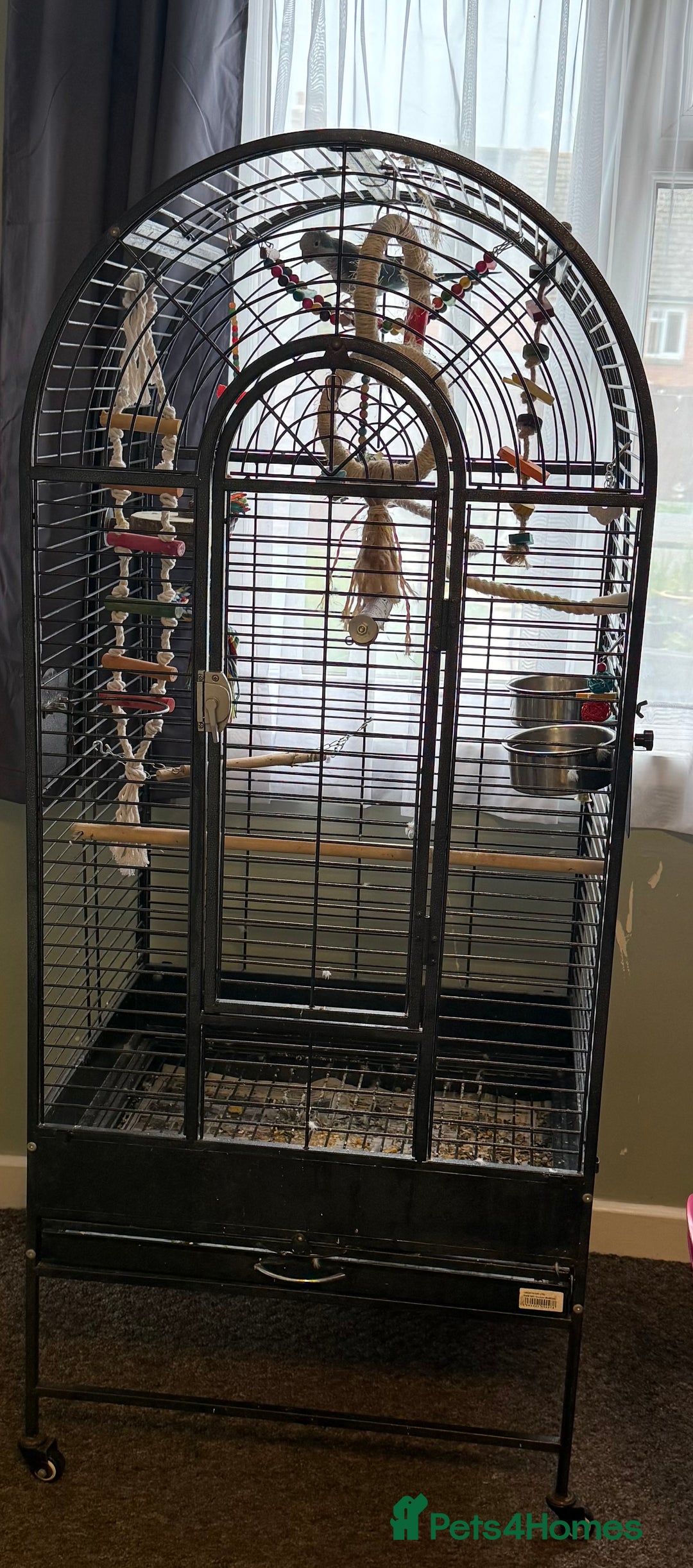 Parakeets birds for sale: Quaker Parrot  - Image 8