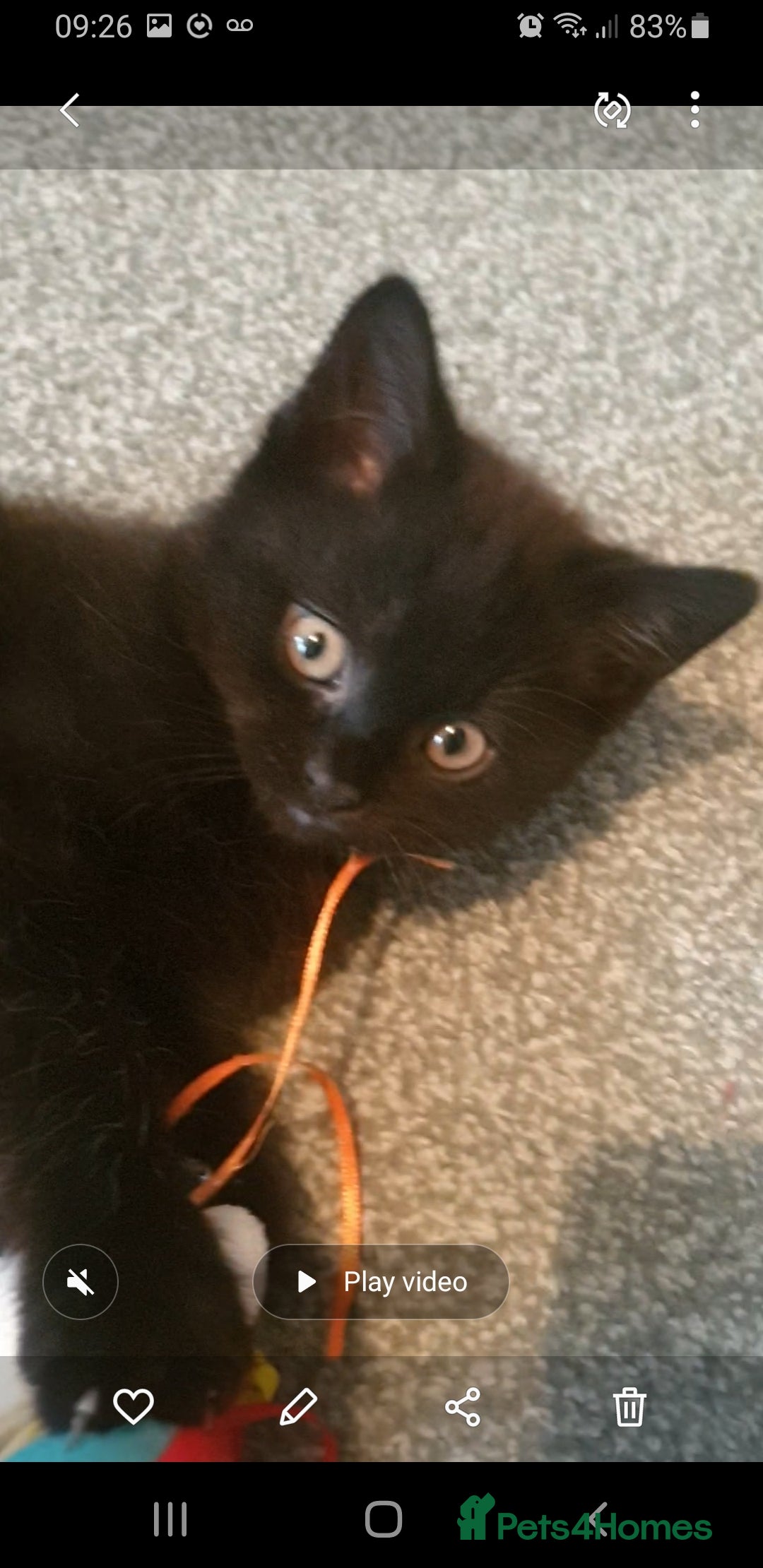 British Shorthair cats for sale: 2 female kittens - Advert 4