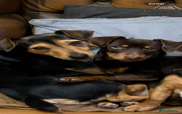 Jack Russell dogs for sale: Quality small Jack Russell puppies - Advert 9