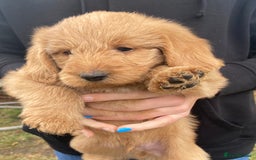 Aussiedoodle dogs for sale: Gorgeous Aussie Doodle Pups - Image 35