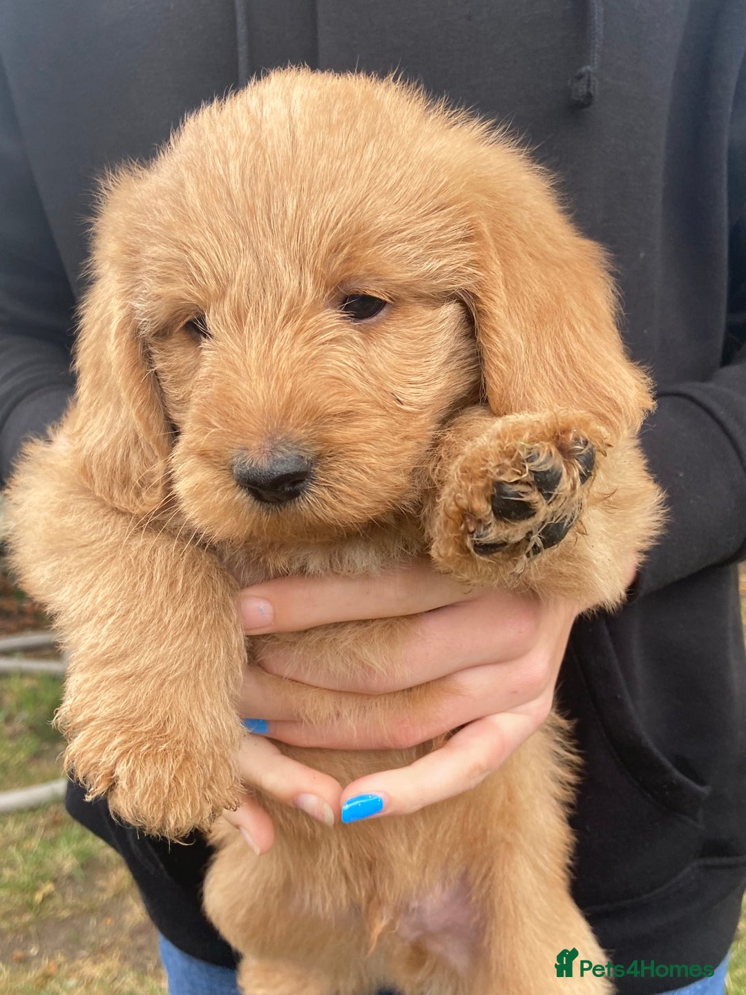 Aussiedoodle dogs for sale: Gorgeous Aussie Doodle Pups - Image 35