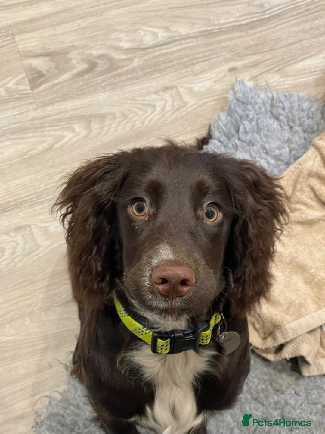 Cocker Spaniel dogs for sale: Gorgeous cocker spaniel  - Advert 7