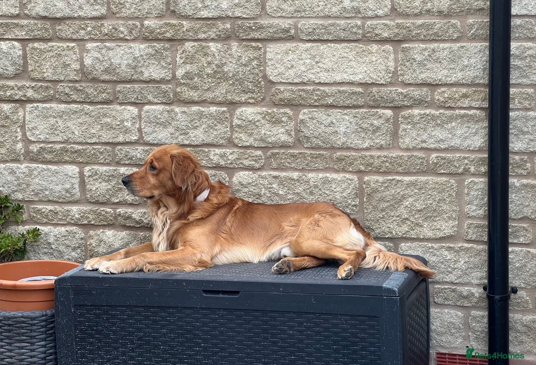 Golden Retriever dogs for stud: Golden Retriever Stud - Advert 2