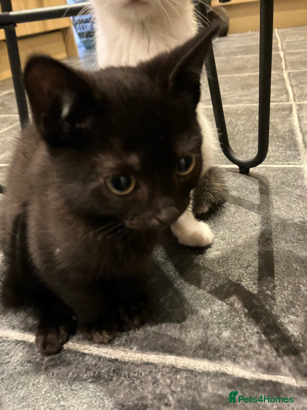 Mixed Breed cats for sale: The cutest little kittens for sale  - Advert 11