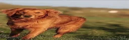 Golden Retriever dogs for sale: Last boy KC Red Golden Retriever - Advert 7