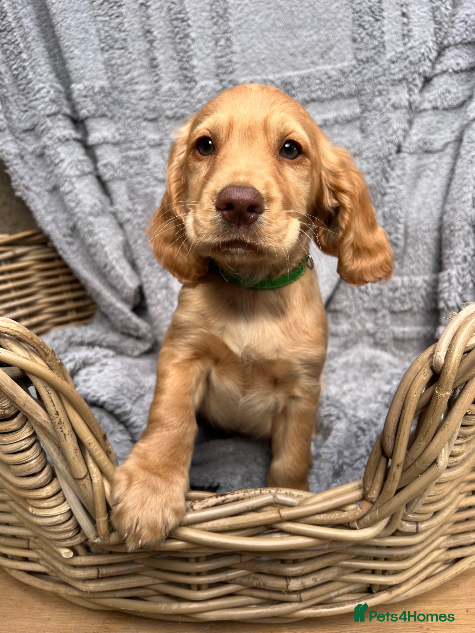 Cocker Spaniel dogs **READY NOW** gorgeous cocker spaniels - Advert 4