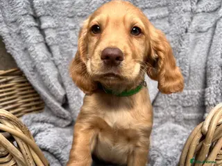 Cocker Spaniel dogs **READY NOW** gorgeous cocker spaniels - Advert 13