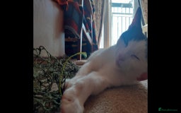 Domestic Shorthair cats for sale: Beautiful girl  - Image 7