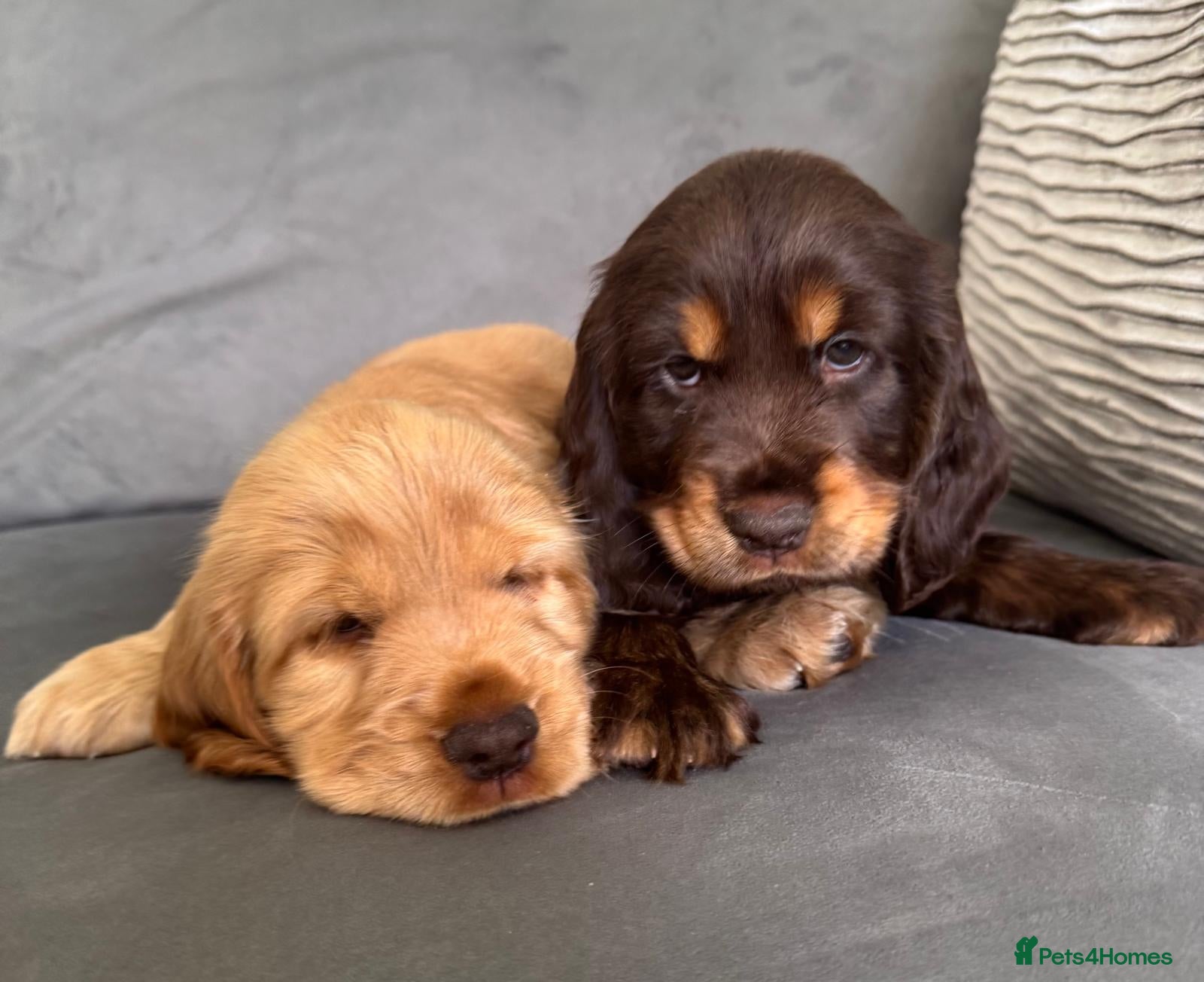 Cocker Spaniel dogs Quality Simbawood Lines TRUE Show Type Cockers  - Advert 4