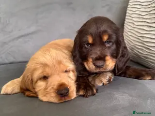 Cocker Spaniel dogs Quality Simbawood Lines TRUE Show Type Cockers - Advert 4