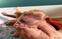 Australian Labradoodle dogs for sale: Healthy tested true Australian Labradoodle pups - Image 20