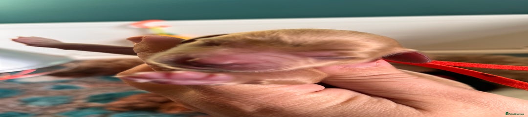 Dark apricot/ Red girl 