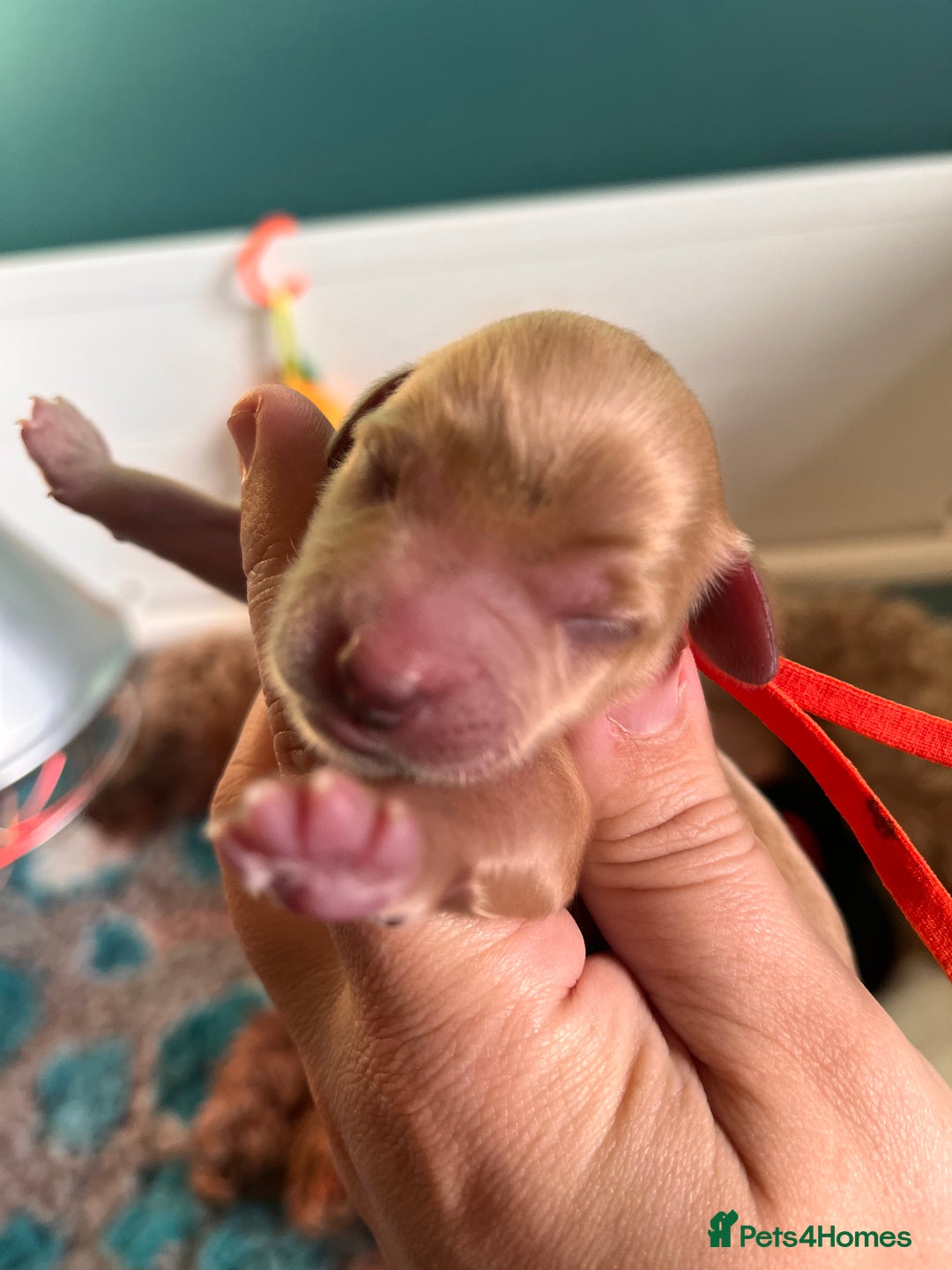 Australian Labradoodle dogs for sale: Healthy tested true Australian Labradoodle pups - Image 20