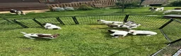 English Springer Spaniel dogs for sale: Working Springer Spaniels  - Advert 3