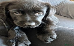 Goldador dogs for sale: Goldador puppies for sale  - Image 2