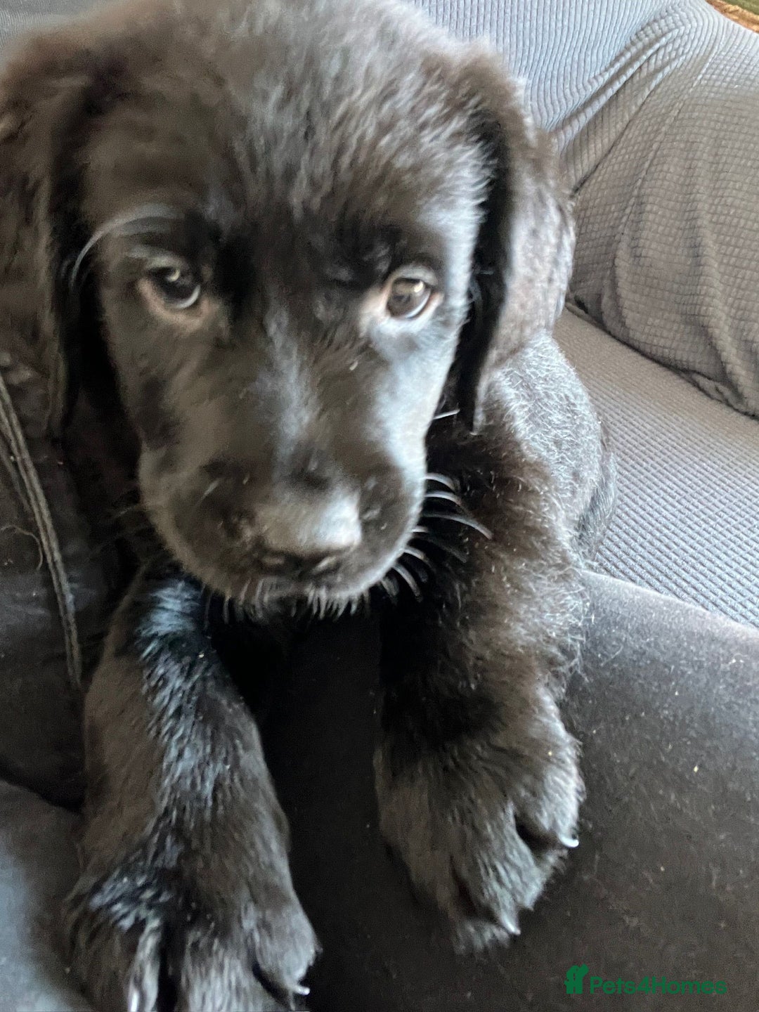 Goldador dogs for sale: Goldador puppies for sale  - Image 2
