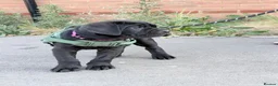 Cane Corso dogs for sale: Rare Solid Black Corso Female | Elite EU Bloodline in Canterbury - Advert 11