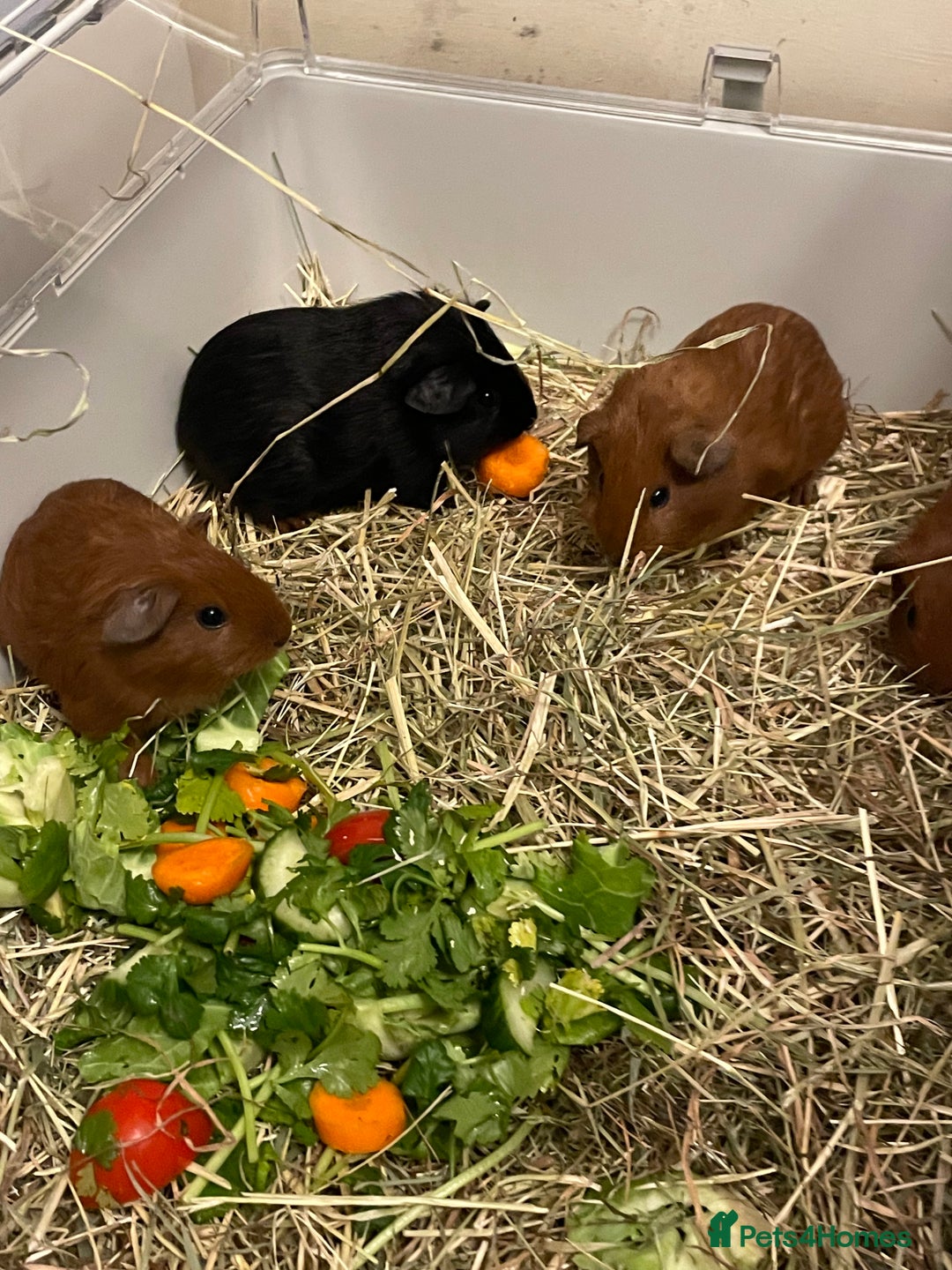 Guinea Pig rodents for sale: Baby Guinea Pigs. Male & Female pairs - Advert 11