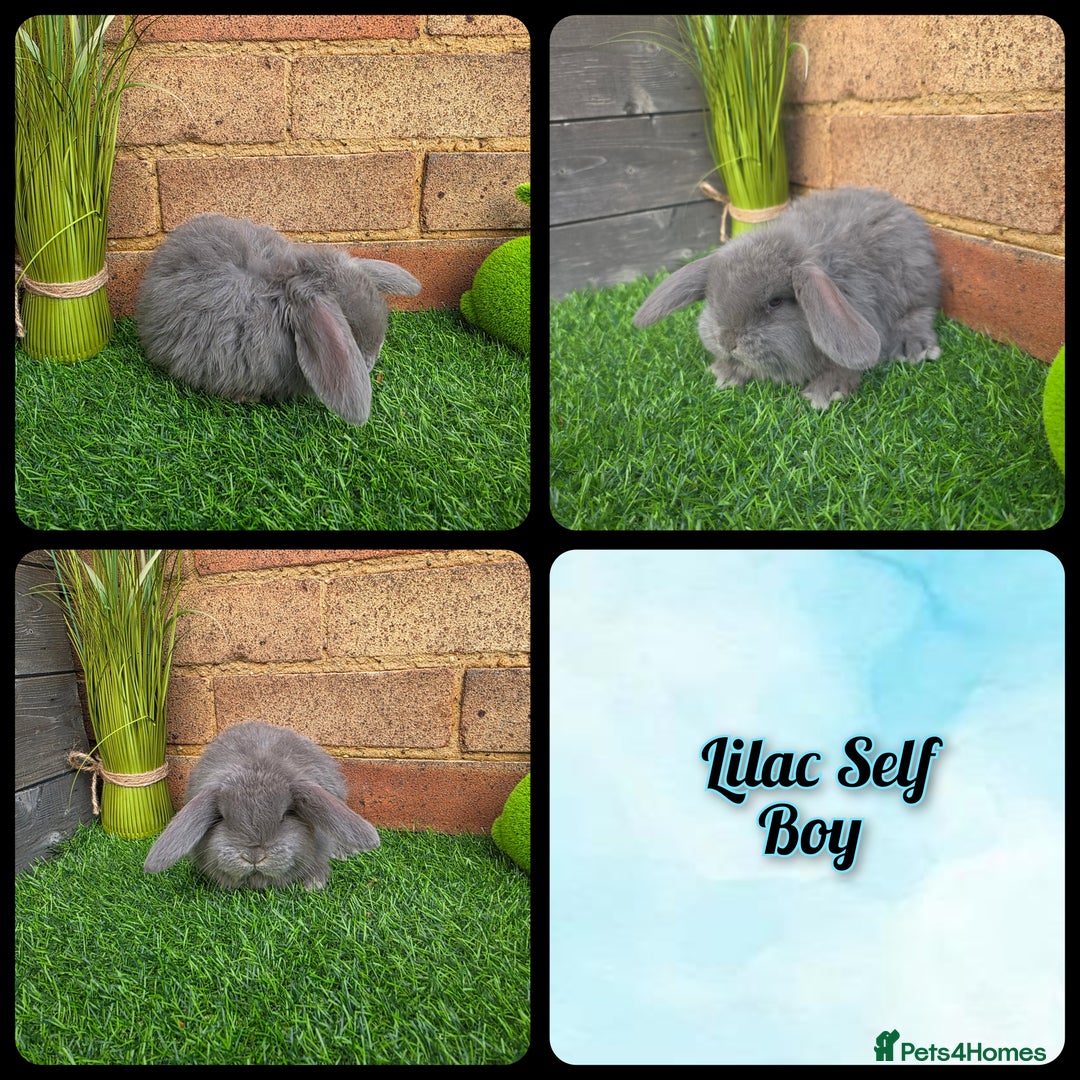 French Lop rabbits for sale: Pure bred French Lops - Advert 2