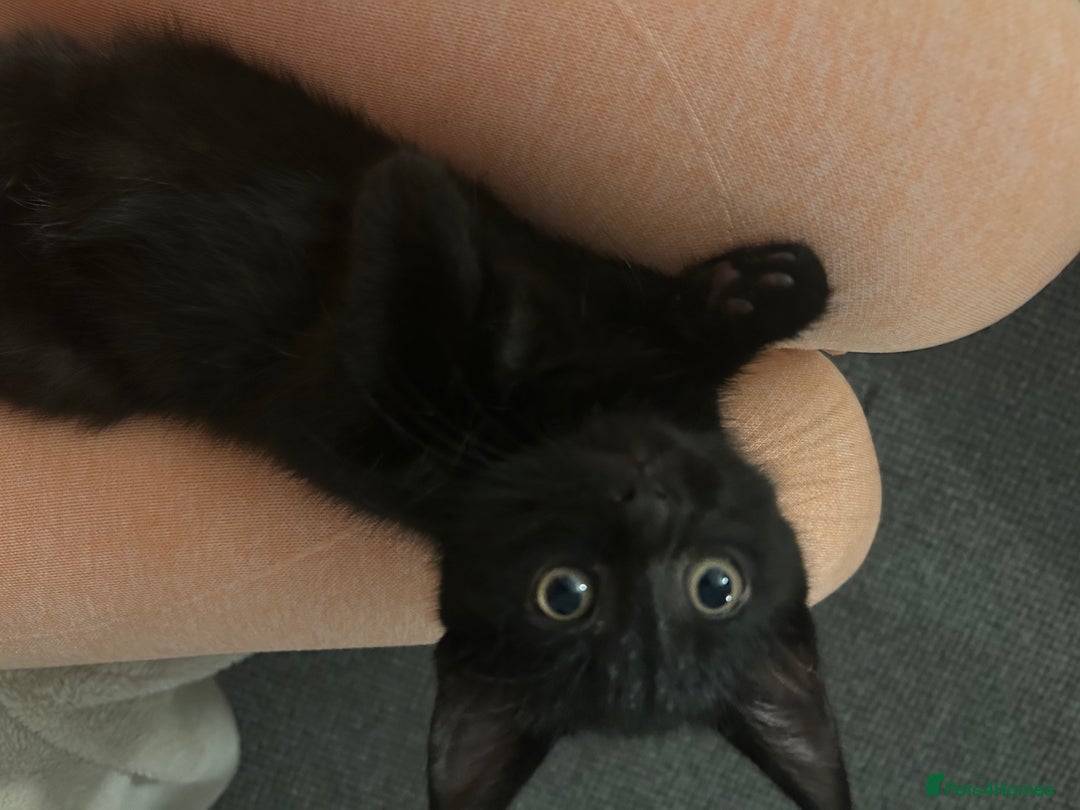 Mixed Breed cats for sale: Beautiful kittens ❤️ - Advert 6