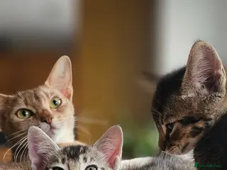 Abyssinian cats Abyssinian x kittens - Advert 10
