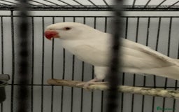 Ringnecks birds for sale: Beautiful pure white Indian ringneck female   - Image 2