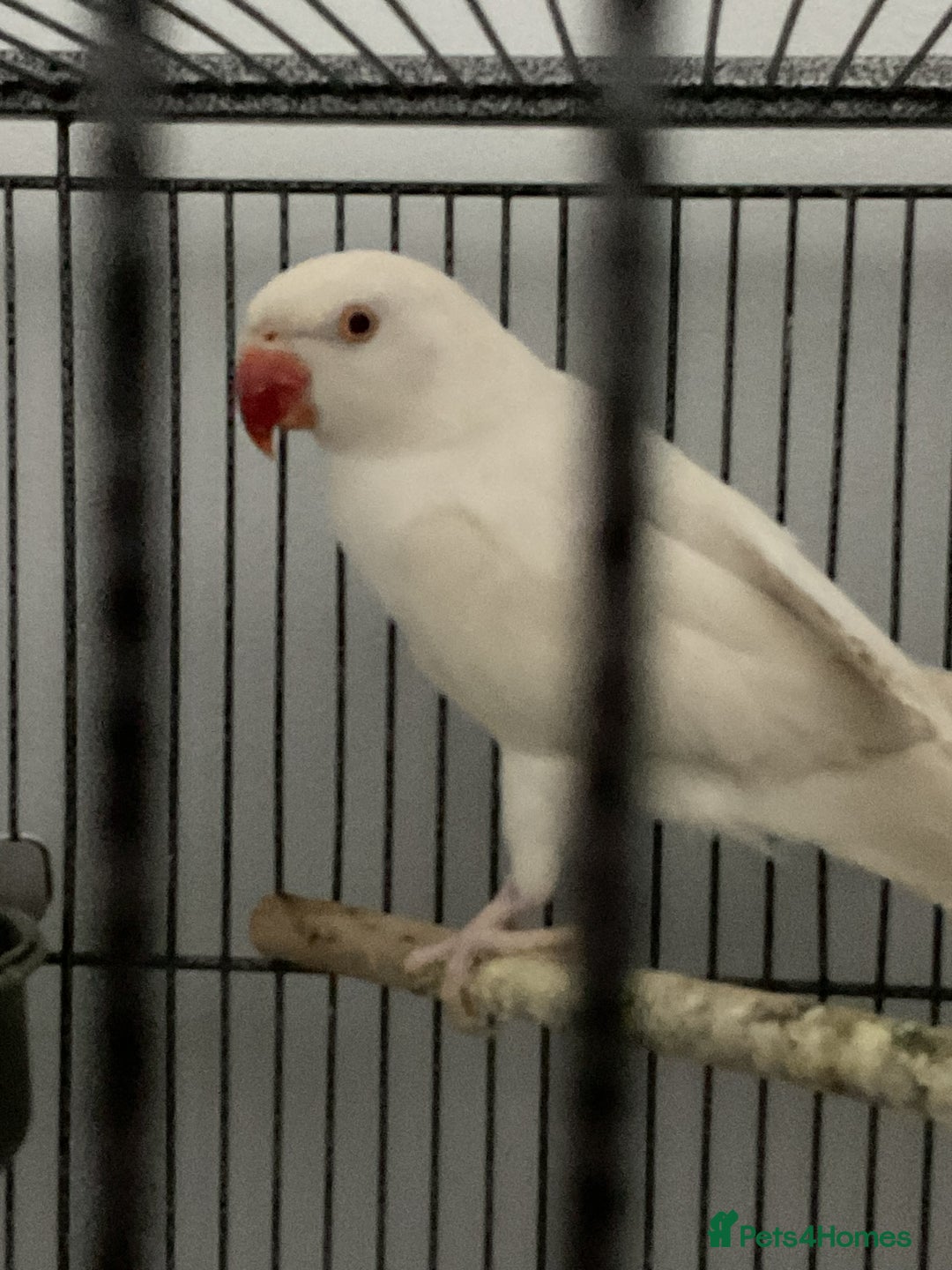 Ringnecks birds for sale: Beautiful pure white Indian ringneck female   - Image 2
