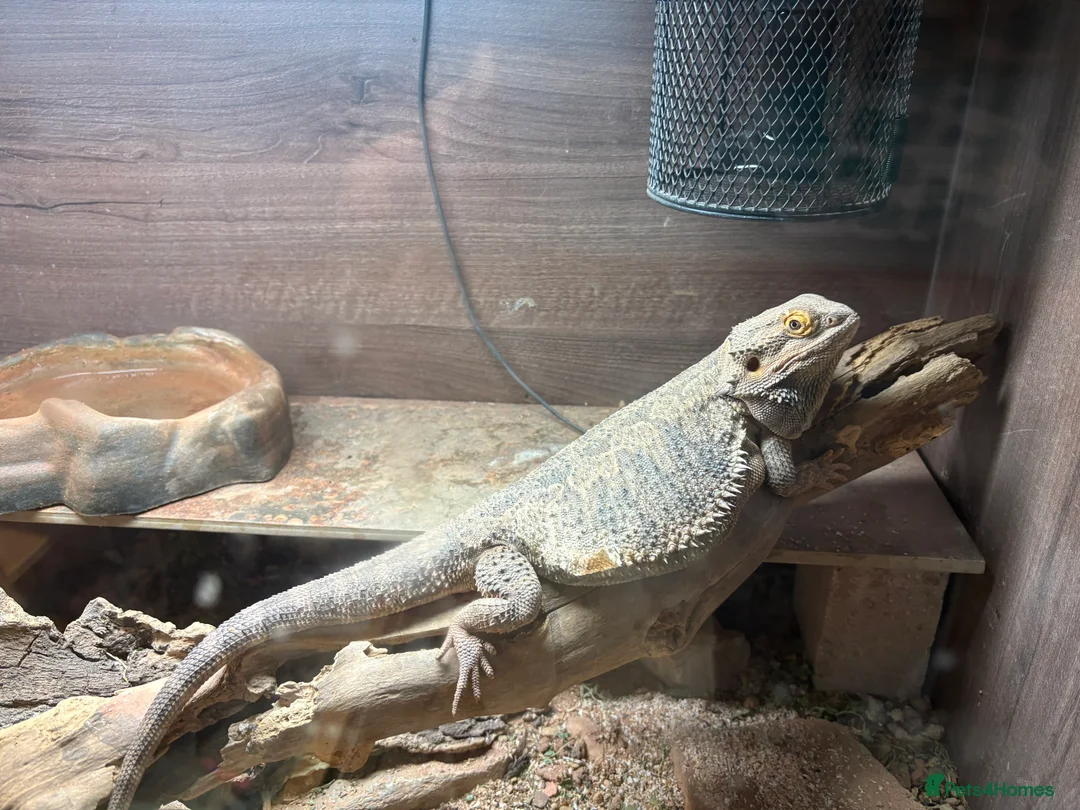 Bearded Dragon reptiles for sale: Bearded Dragon and tank set up  in Driffield - Advert 1