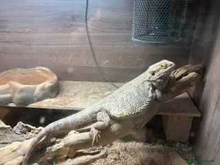 Bearded Dragon reptiles Bearded Dragon and tank set up - Advert 1