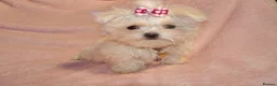 Maltese dogs for sale: ****Exquisite KC Registered Maltese Boy Puppy****  - Advert 6