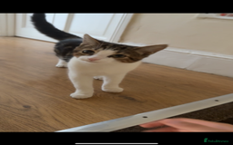 American Shorthair cats for sale: urgent selling of white kitten - Image 1