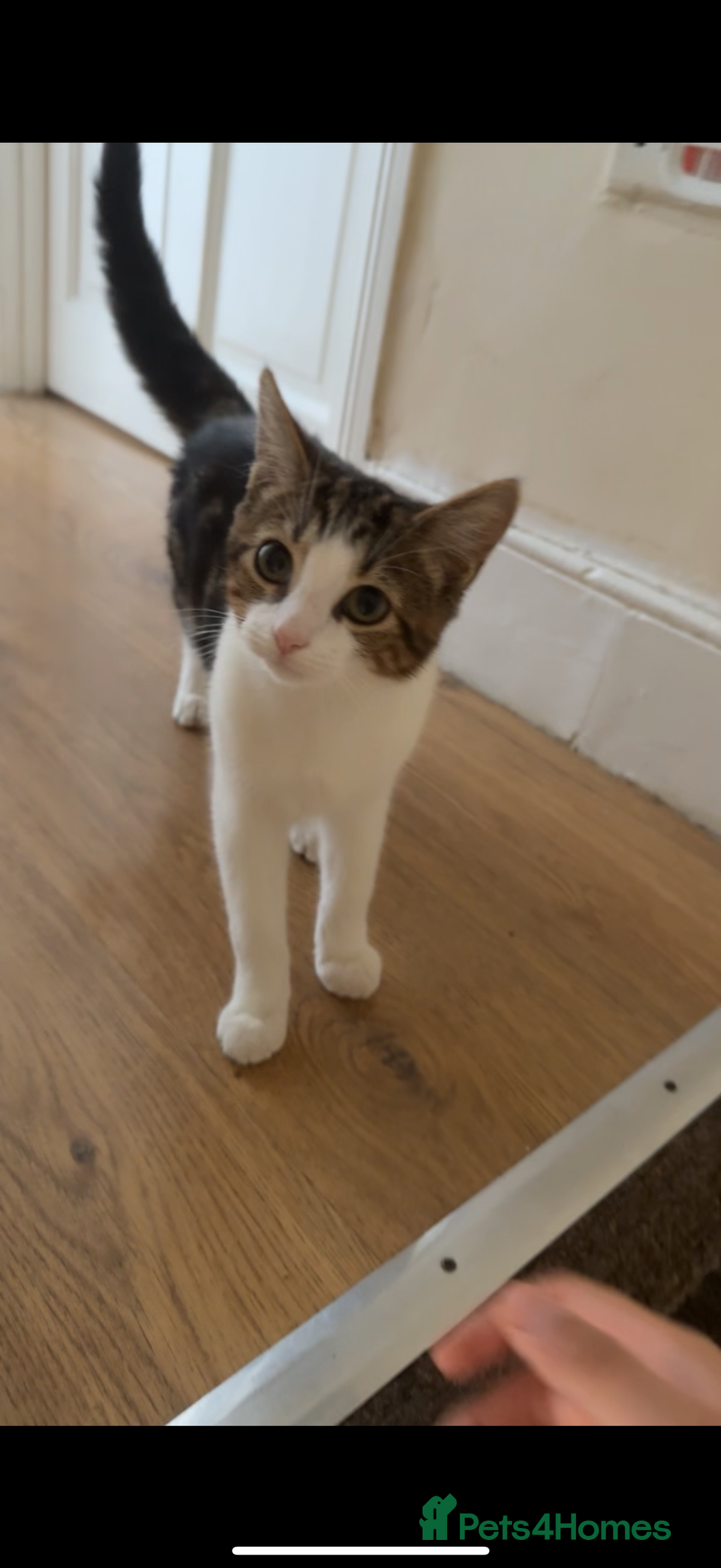 American Shorthair cats for sale: urgent selling of white kitten - Image 1