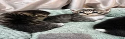 Mixed Breed cats for sale: Kittens - Advert 14