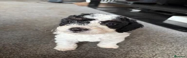 Cockapoo 1