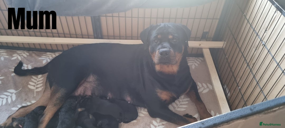 Rottweiler dogs for sale: 🐾 Beautiful Rottweiler Puppies - Advert 3