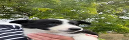 Border Collie dogs for sale: Fantastic Rough Coated Border Collies - Advert 10
