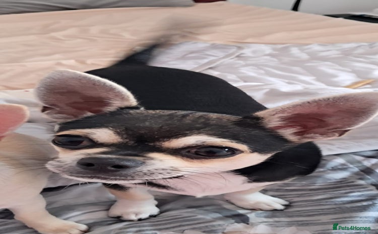Chihuahua dogs - Advert 3