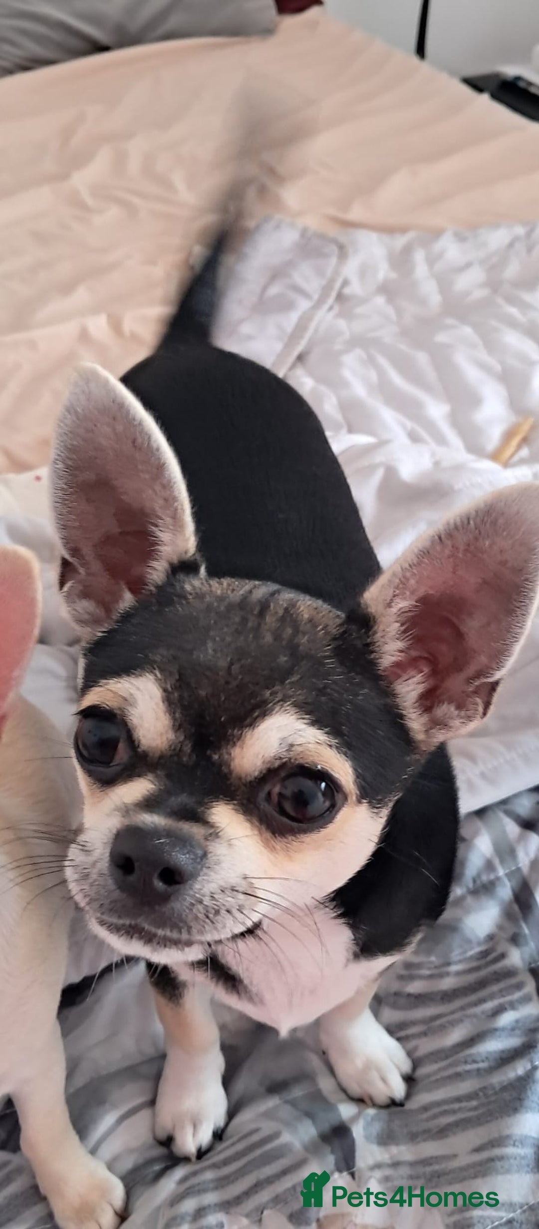 Chihuahua dogs for sale: EU pet Passport holder chihuahua male - Image 1