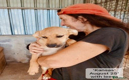 Mixed Breed dogs for adoption: Dallas, 6 months approx. Available for adoption. - Image 11