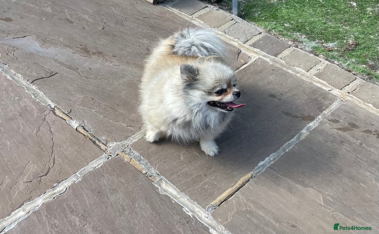 Pomeranian dogs - Advert 3