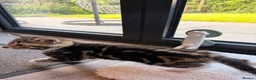 Bengal cats for sale: Bengal mix boy kitten READY NOW - Advert 4
