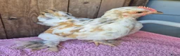 Chickens poultry for sale: Millifleur pekin bantam cockerils  - Advert 3