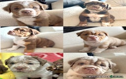 Olde English Bulldogge dogs for sale: READY NOW ✨ FLUFFY OLDE ENGLISH BULLDOGS  - Image 1