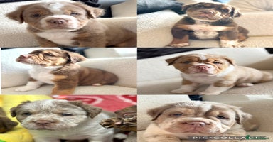 Olde English Bulldogge dogs READY NOW ✨ FLUFFY OLDE ENGLISH BULLDOGS  - Advert 1