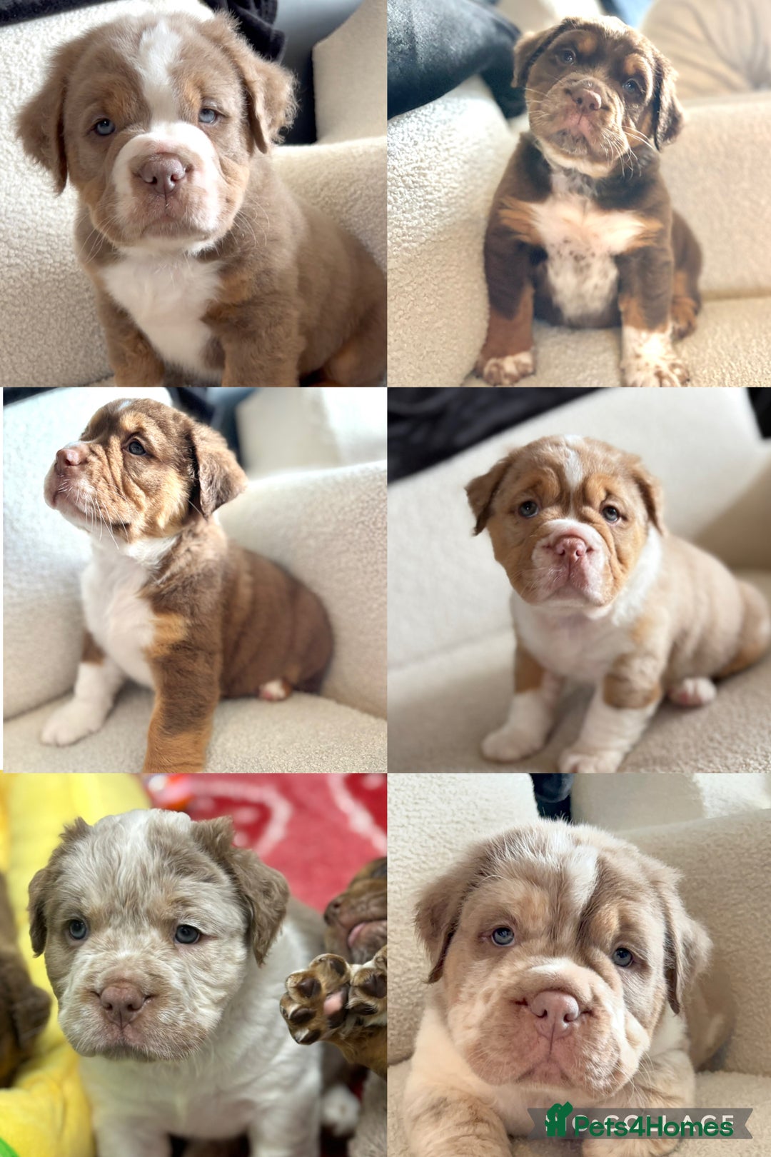 Olde English Bulldogge dogs for sale: READY NOW ✨ FLUFFY OLDE ENGLISH BULLDOGS  - Image 1