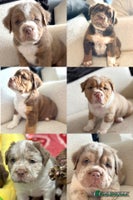Olde English Bulldogge dogs READY NOW ✨ FLUFFY OLDE ENGLISH BULLDOGS - Advert 6