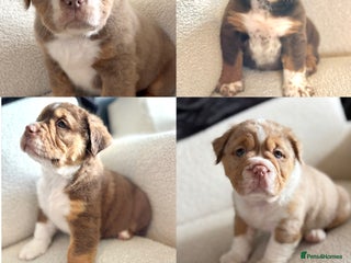 Olde English Bulldogge dogs for sale - Advert 1