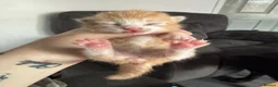 Mixed Breed cats for sale: Beautiful Kittens Looking for Their Forever Homes - Advert 4